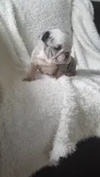 Baxter, a male English Bulldog for sale in Shipshewana, IN – 8 of 8