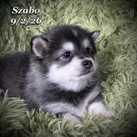 Szabo - Mini Husky, a male American Eskimo and Alaskan Klee Kai for sale in Merlin, OR – 1 of 4
