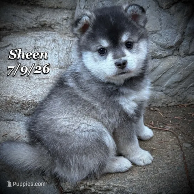 Sheen-Mini Husky – American Eskimo, Alaskan Klee Kai puppy for sale in Merlin, OR