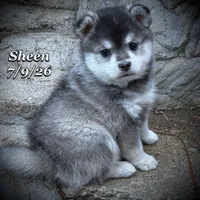 Sheen-Mini Husky, a male American Eskimo and Alaskan Klee Kai for sale in Merlin, OR – 1 of 1