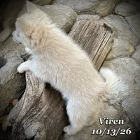 Viren - Mini Husky, a male American Eskimo and Alaskan Klee Kai for sale in Merlin, OR – 5 of 5