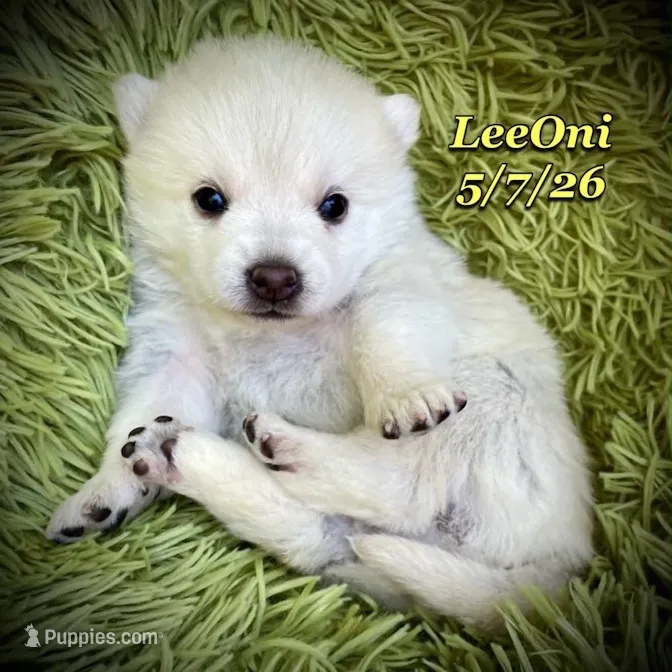 LeeOni - Mini Husky – American Eskimo, Alaskan Klee Kai puppy for sale in Merlin, OR