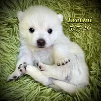 LeeOni - Mini Husky, a female American Eskimo and Alaskan Klee Kai for sale in Merlin, OR – 1 of 4