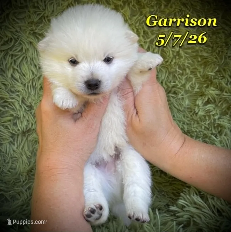 Blue Eyes - Mini Husky – American Eskimo, Alaskan Klee Kai puppy for sale in Merlin, OR