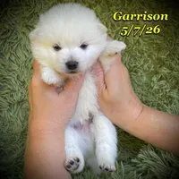Blue Eyes - Mini Husky, a male American Eskimo and Alaskan Klee Kai for sale in Merlin, OR – 1 of 4