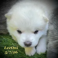 LeeOni - Mini Husky, a female American Eskimo and Alaskan Klee Kai for sale in Merlin, OR – 4 of 4