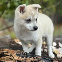 processed/9fe70d2c-6072-4679-928e-9f76a932822d/listing/1e1f987a-eafa-4c94-8705-77c119389e77/6f410cc8-7f70-4c7d-a7a2-558dce85991b