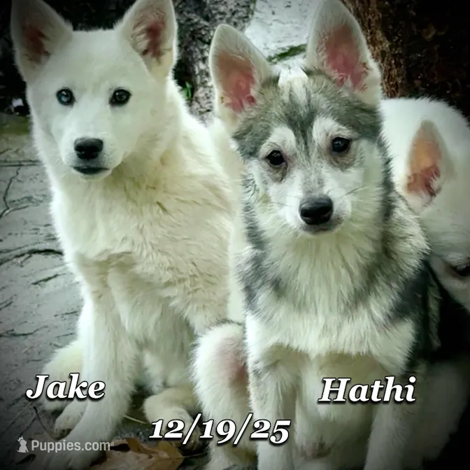 Hathi-Mini Husky