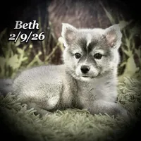 "Beth" Mini Husky, a female American Eskimo and Alaskan Klee Kai for sale in Merlin, OR – Photo 3 of 3
