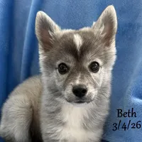 "Beth" Mini Husky, a female American Eskimo and Alaskan Klee Kai for sale in Merlin, OR – Photo 1 of 3