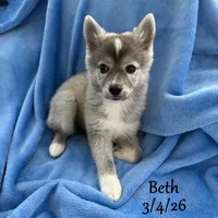 "Beth" Mini Husky, a female American Eskimo and Alaskan Klee Kai for sale in Merlin, OR – Photo 2 of 3
