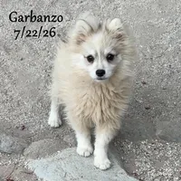 Garbanzo-Mini Husky, a male American Eskimo and Alaskan Klee Kai for sale in Merlin, OR – 2 of 10