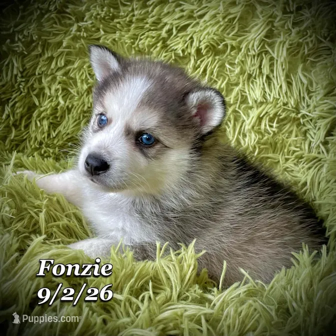 Blue-Eyed Mini Husky – American Eskimo, Alaskan Klee Kai puppy for sale in Merlin, OR