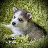 Blue-Eyed Mini Husky, a male American Eskimo and Alaskan Klee Kai for sale in Merlin, OR – 1 of 1