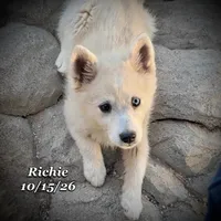 Mini Husky Blue Eye, a male American Eskimo and Alaskan Klee Kai for sale in Merlin, OR – 6 of 6