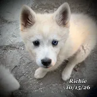 Mini Husky Blue Eye, a male American Eskimo and Alaskan Klee Kai for sale in Merlin, OR – 5 of 6