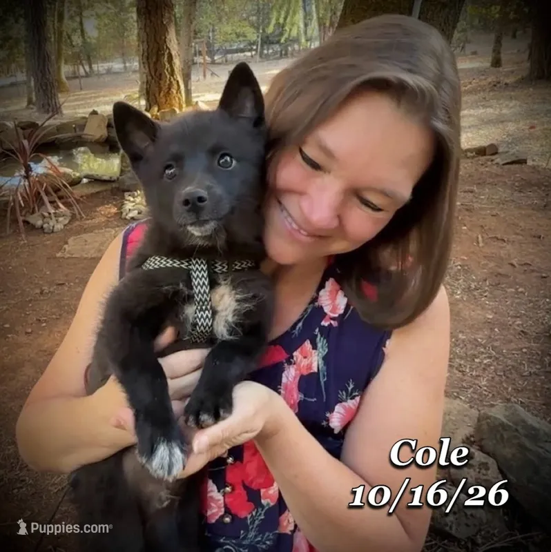 Cole-Mini Husky – American Eskimo, Alaskan Klee Kai puppy for sale in Merlin, OR