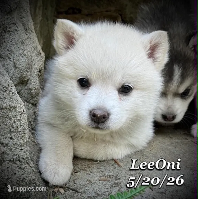 LeeOni - Mini Husky – American Eskimo, Alaskan Klee Kai puppy for sale in Merlin, OR