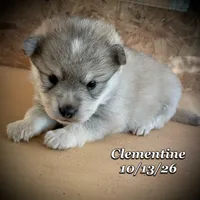 Clementine - Mini Husky, a female American Eskimo and Alaskan Klee Kai for sale in Merlin, OR – 3 of 4