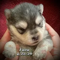 Fava - Mini Husky, a female American Eskimo and Alaskan Klee Kai for sale in Merlin, OR – 5 of 5