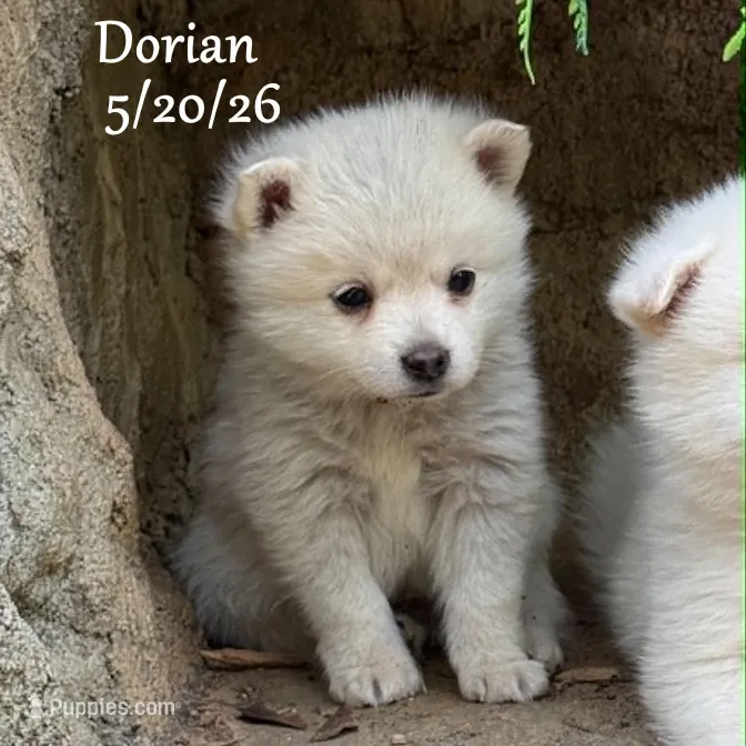 Dorian - Mini Husky – American Eskimo, Alaskan Klee Kai puppy for sale in Merlin, OR