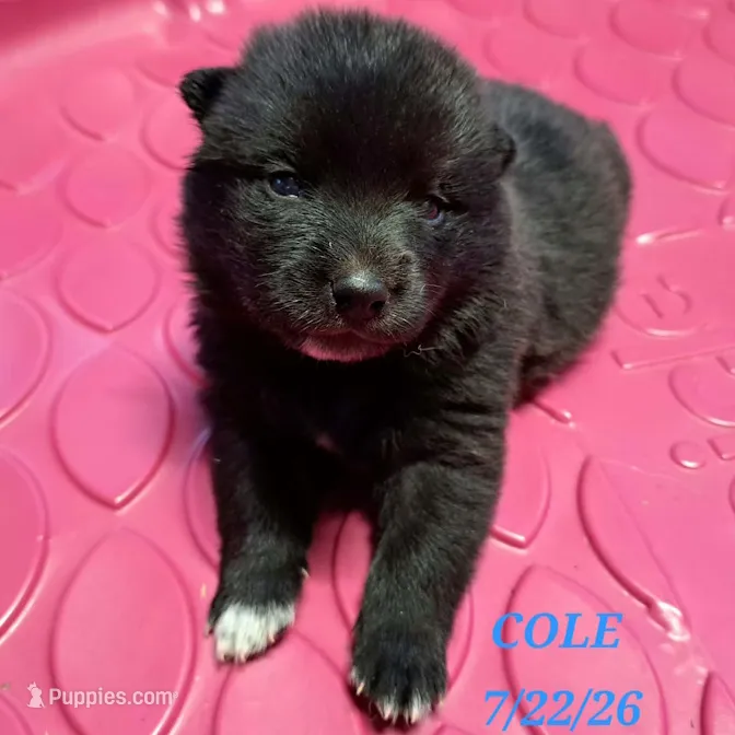 Cole-Mini Husky – American Eskimo, Alaskan Klee Kai puppy for sale in Merlin, OR