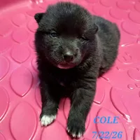 Cole-Mini Husky, a male American Eskimo and Alaskan Klee Kai for sale in Merlin, OR – 1 of 1