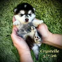 Crystelle - Mini Husky, a female American Eskimo and Alaskan Klee Kai for sale in Merlin, OR – 3 of 4