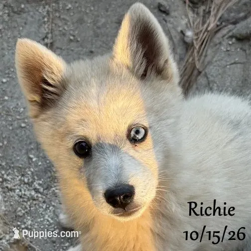 Mini Husky Blue Eye, a male American Eskimo and Alaskan Klee Kai for sale in Merlin, OR – 1 of 6