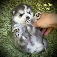Kenadie - Mini Husky, a female American Eskimo and Alaskan Klee Kai for sale in Merlin, OR – 1 of 4