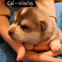 processed/9fe70d2c-6072-4679-928e-9f76a932822d/listing/46a94846-3730-4227-8dcd-a74fb4096d13/012c3ea1-729c-4abf-a5cb-b7ab9f18b235