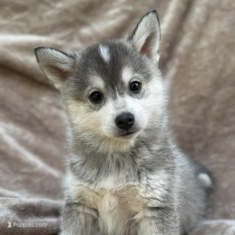 Cal-Mini Husky