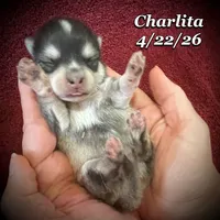 Charlita - Mini Husky , a female American Eskimo and Alaskan Klee Kai for sale in Merlin, OR – 4 of 5