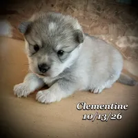 Clementine - Mini Husky, a female American Eskimo and Alaskan Klee Kai for sale in Merlin, OR – 4 of 4