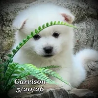 Garrison - Mini Huskimo, a male American Eskimo and Alaskan Klee Kai for sale in Merlin, OR – 2 of 7
