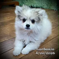 Garbanzo-Mini Husky, a male American Eskimo and Alaskan Klee Kai for sale in Merlin, OR – 3 of 10