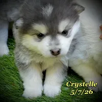 Crystelle - Mini Husky, a female American Eskimo and Alaskan Klee Kai for sale in Merlin, OR – 4 of 4