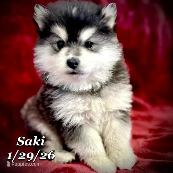 Saki - Mini Husky