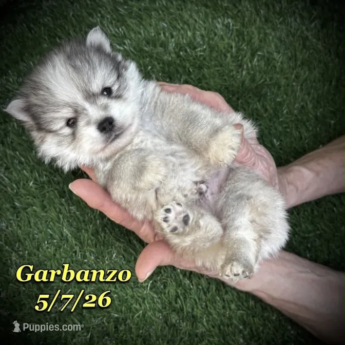 Garbanzo - Mini Husky – American Eskimo, Alaskan Klee Kai puppy for sale in Merlin, OR