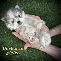 Garbanzo - Mini Husky, a male American Eskimo and Alaskan Klee Kai for sale in Merlin, OR – 1 of 5