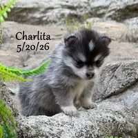 Charlita - Toy Husky , a female American Eskimo and Alaskan Klee Kai for sale in Merlin, OR – 2 of 7