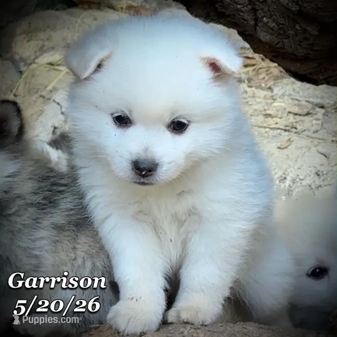 Garrison - Mini Huskimo – American Eskimo, Alaskan Klee Kai puppy for sale in Merlin, OR