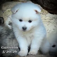 Garrison - Mini Huskimo, a male American Eskimo and Alaskan Klee Kai for sale in Merlin, OR – 1 of 7