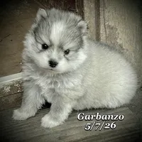 Garbanzo - Mini Husky, a male American Eskimo and Alaskan Klee Kai for sale in Merlin, OR – 3 of 5