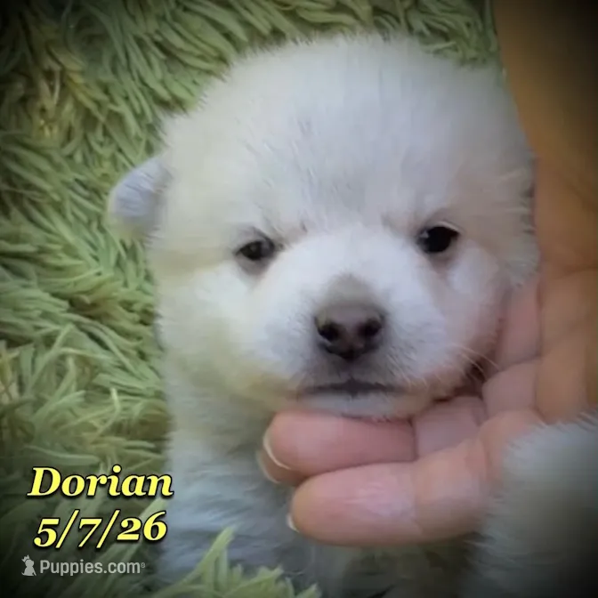 Dorian - Mini Husky – American Eskimo, Alaskan Klee Kai puppy for sale in Merlin, OR