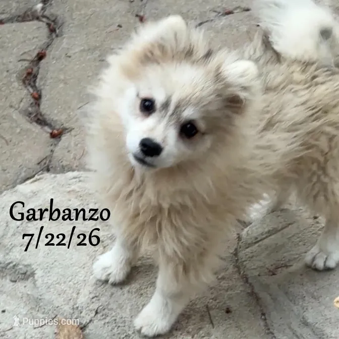Garbanzo - Mini Husky – American Eskimo, Alaskan Klee Kai puppy for sale in Merlin, OR