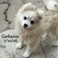 Garbanzo-Mini Husky, a male American Eskimo and Alaskan Klee Kai for sale in Merlin, OR – 1 of 10