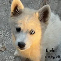 Mini Husky Blue Eye, a male American Eskimo and Alaskan Klee Kai for sale in Merlin, OR – 3 of 6