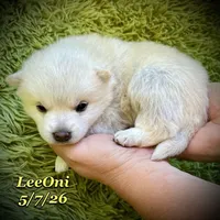 LeeOni - Mini Husky, a female American Eskimo and Alaskan Klee Kai for sale in Merlin, OR – 3 of 4