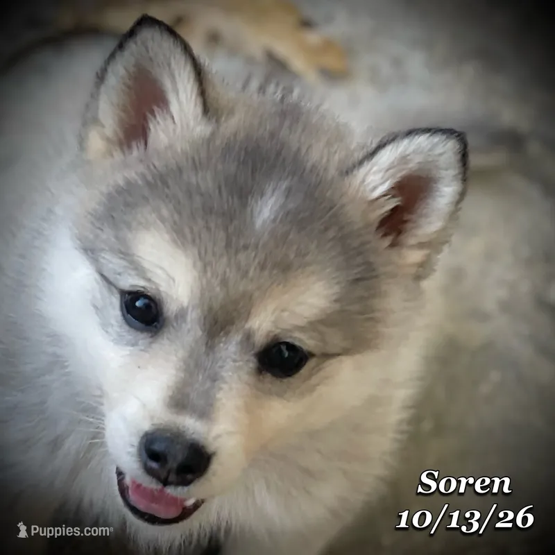 Soren - Mini Husky – American Eskimo, Alaskan Klee Kai puppy for sale in Merlin, OR